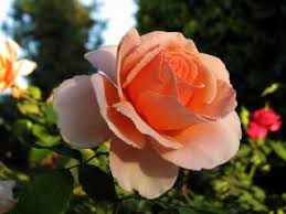 Rose Flower Images Free Download Best Flower Wallpaper
