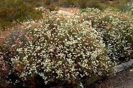 Just remove the yellow leaves, make sure the area around the plant stays tidy, and give it a bit of fertilizer. California Buckwheat A Must Have Even If It S Not A Bay Area Native Ecological Concerns Incorporated