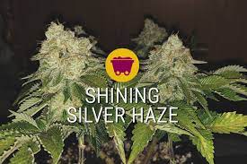 Pokédex entry for #748 toxapex containing stats, moves learned, evolution chain, location and more! Shining Silver Haze Die Neue Sativa Generation Rqs Blog