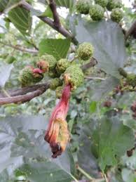 Image result for Tinnea apiculata