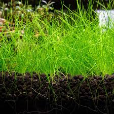Dwarf Hairgrass: Complete Care, Planting & Maintenance Guide