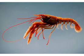 Maybe you would like to learn more about one of these? Ketahui Fakta Seputar Udang Yuk Semua Halaman Bobo
