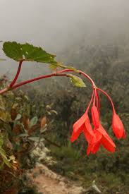 Image result for Begonia pulcherrima