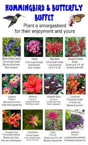 Hummingbird Butterfly Buffet Jpg 1 224 2 016 Pixels Butterfly Garden Design Plants Hummingbird Garden