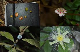 Image result for Pavetta bagshawei