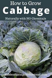 How To Naturally Grow Cabbage In A Home Garden Organic Vegetable Garden Growing Cabbage Vegetable Garden