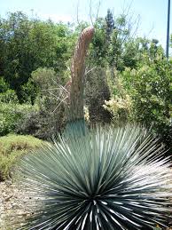 Image result for Asparagaceae