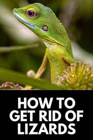How To Get Rid Of Lizards In Your Home Garden In 2021 Get Rid Of Lizards Lizard Mammals