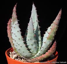 Image result for Aloe aculeata × excelsa