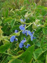 Image result for Crotalaria polysperma
