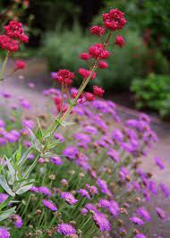 Violet Verbena And Red Valerian Olivia Garden Landscape Architect Architect Design