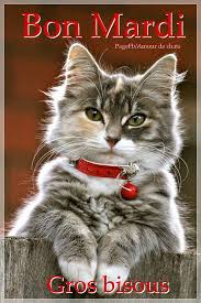 Résultat de recherche d'images pour "bon mardi chat gif"