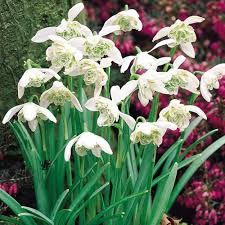 We did not find results for: Buy Double Flowering Snowdrops J Parkers Dutch Bulbs