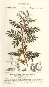 Image result for Indigofera garckeana