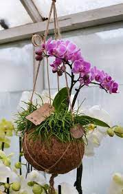 Kokedama Orchid Anyone Hanging Orchid Orchid Care Orchids
