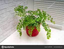 Image result for Adiantum capillus-veneris