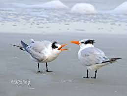 Water Birds Of North Georgia Royal Tern Tybee Island Ga Tybee Island Sketch Inspiration Doodle Sketch