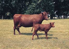 Heifer | Meaning, Cow, Animal, Calf, & Facts | Britannica