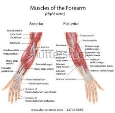 Muscles Of Forearm Anterior And Posterior View Hand Therapy Forearm Muscles Trigger Point Therapy