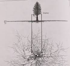 Pinus Cembra Root System 090815 008 In 2019 Roots Drawing