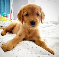 Check spelling or type a new query. Honey Guardian Home Carmel Bliss Golden Retrievers