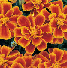 Image result for Tagetes patula