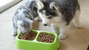 Quattro o cinque pasti giornalieri che il cucciolo dovrà assaggiare poco per volta, così da familiarizzare adeguatamente. L Alimentazione Ideale Per Cucciolo Di Cane E Gatto Doctorvet
