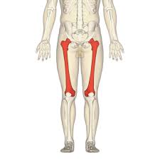 Rated 5.00/5 based on 2 votes. Femur Wikipedia