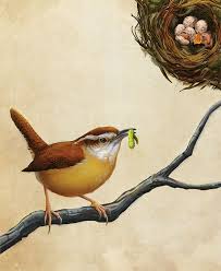 Strips of bark, plastic or. Carolina Wren Charleston Sc Charleston Magazine