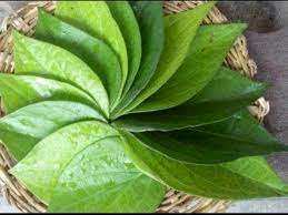 Daun kirinyuh, penyembuh luka, salep kirinyuh (euphatorium odoratum l.) mengandung senyawa flavonoid, saponin dan tanin yang memiliki kemampuan sebagai penyembuhan luka. Obat Penyembuh Luka Hingga Diabetes Kenali 5 Khasiat Daun Sirih Indozone Id