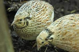 Blonde quail