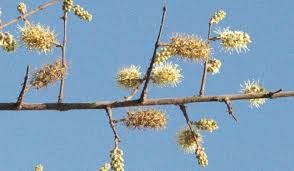 Image result for Combretum hereroense