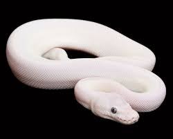 Leucistic Ball Python A White Python With Blue Eyes Very Rare Very Expensive And I Want One Very Much Cute Snake Ball Python Bearded Dragon