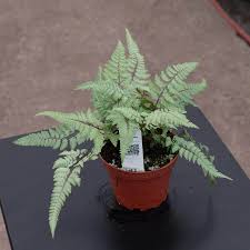 Image result for Athyrium newtonii