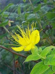 Image result for Hypericum quartinianum