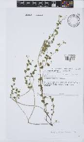 Image result for Aeschynomene nyassana