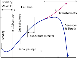 Cell generations, usually between 20 and 80 cell population doublings, before extinction. Growth Of Animal Cells In Culture Download Scientific Diagram