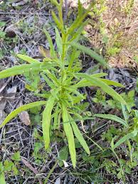 Image result for Senecio madagascariensis