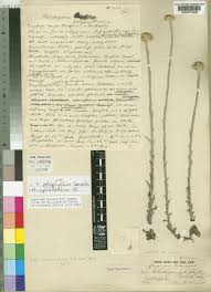 Image result for Helichrysum cephaloideum