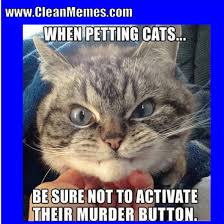Image result for cat memes clean | cat memes, cat memes clean, best cat memes. Kitten Crazy Cats Kitten Funny Cat Memes Novocom Top