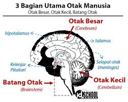 Check spelling or type a new query. 3 Bagian Utama Otak Manusia Idschool