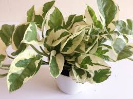 Pin Di Haus Plant Wisch List