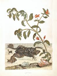 American mature wife revealing her naked body