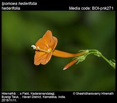 Image result for Ipomoea hederifolia