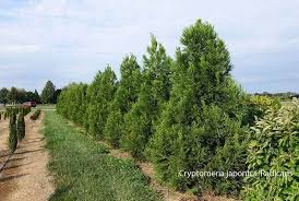 Image result for Cryptomeria