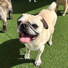 Punta gorda, florida, united states of america. Dog Boarding Daycare North Port Port Charlotte Punta Gorda Fl