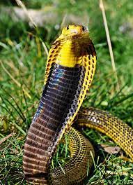Visayan Cobra Venomous Animals Beautiful Snakes Snake Lovers