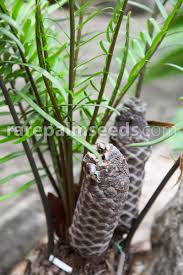 Image result for Tinnea zambesiaca