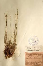 Image result for Tripogon