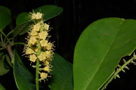 Image result for Terminalia phanerophlebia